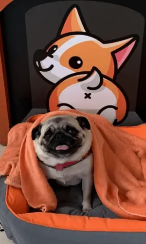 Cachorro enrolado na toalha após banho na clínica veterinária Vet Boff em Caxias do Sul